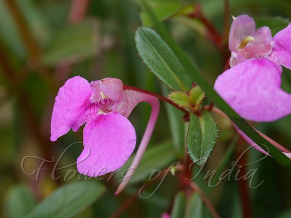 Fascicled-Flower Balsam